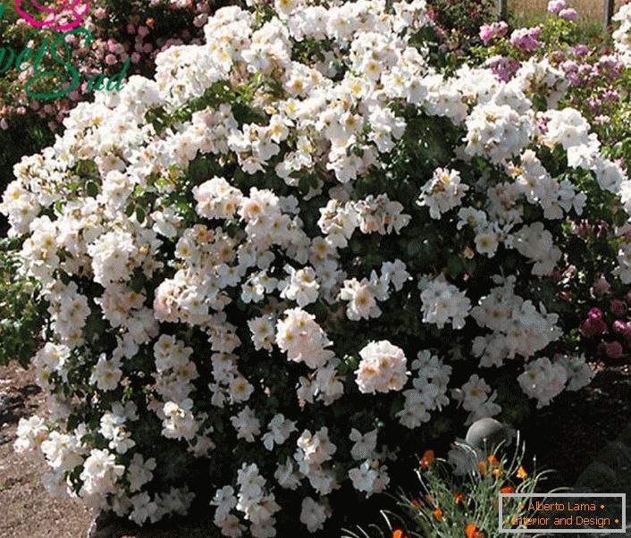 Мирисна грмушка од бела ружа е еден вид на Сали Холмс.