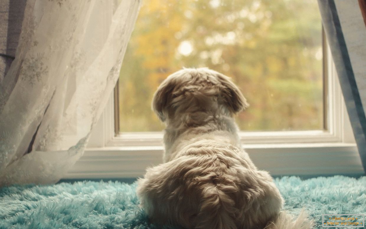 Безделник за кучето на прозорецот