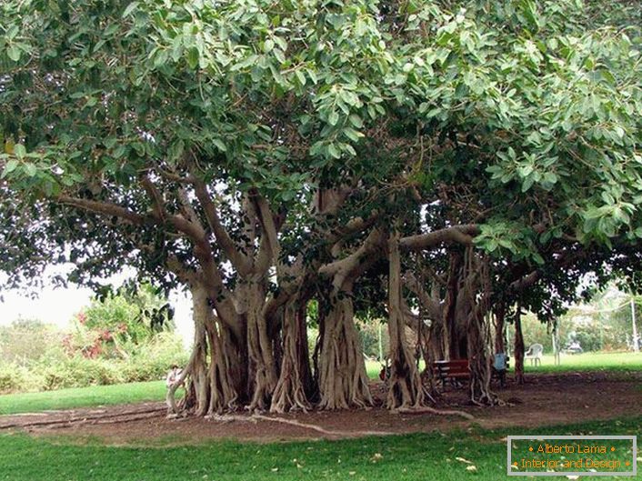 Бенгал Фикус е дрво од семејството Тутов, расте во топла земји од Индија, Тајланд, Шри Ланка, Бангладеш. Под поволни услови, или вештачки, бенгалскиот фикус достигнува огромни димензии поради коренит воздух корени од хоризонталните стебла на дрвото. Корените се спуштаат и ако не венеат корени, давајќи го дрвото да се шири во ширина. Обемот на круната на такво дрво може да достигне 600 метри.