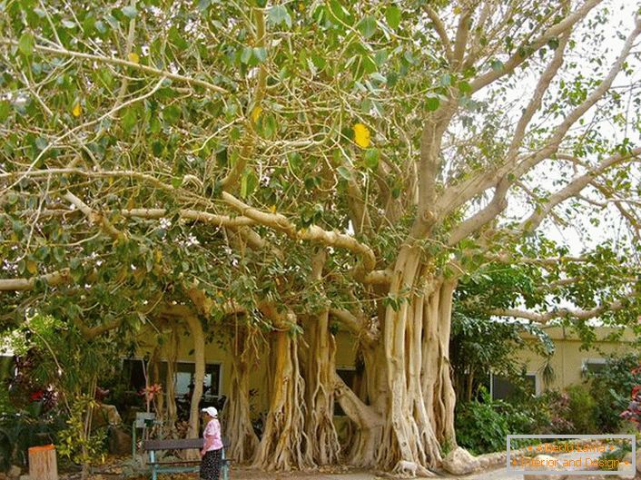 Во Тајланд, фикус се смета за свето дрво и како симбол е прикажан на грбот на земјата.
