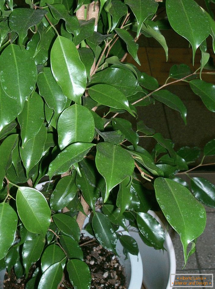Фикус Бенјамин. А треска растение од кое љубовниците внимателно формираат бонсаи (уметноста на растечки џуџести дрвја за украсни цели).