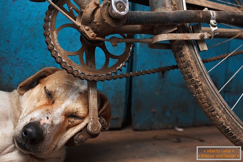 Кучето заспало на педалата за велосипеди