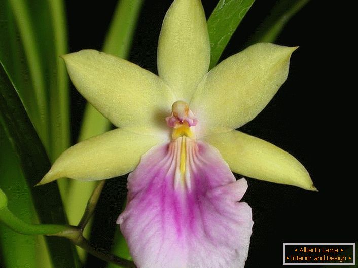 Маса од орхидеи