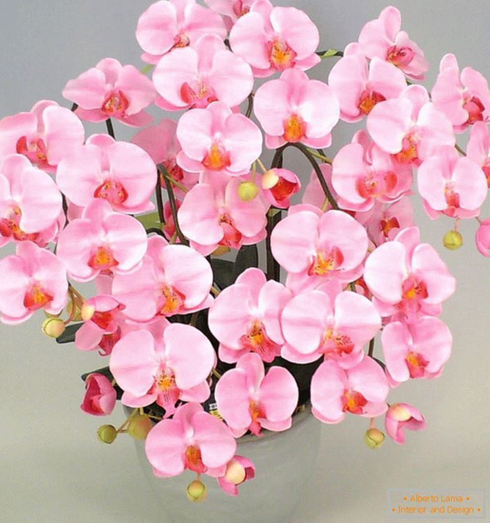 Пинк орхидеи