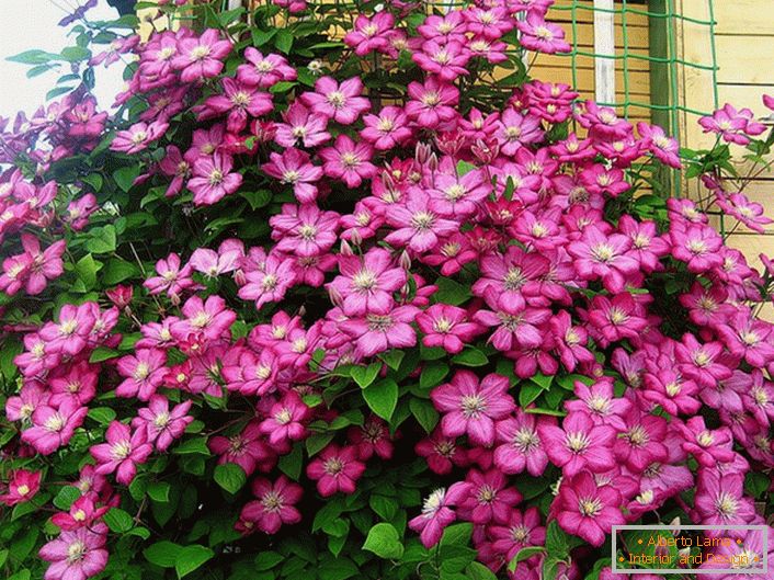 Clematis светла розова боја украсува аголот на вилата. Омилен цвет на модерни летни жители. 