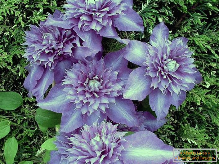 Бујно пурпурно цвеќиња ќе контраст со зелената позадина. 