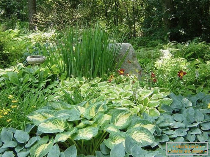 Сива дел од градината со компетентен избор на грмушки, ќе ве задоволи со сочен зелен остров и мирни бои на цвеќиња.