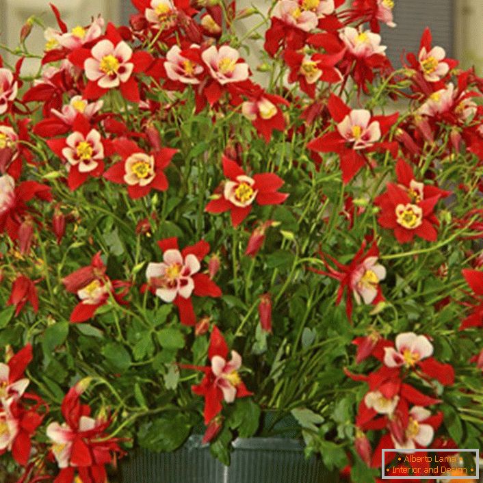 црвени цвеќиња aquilegia