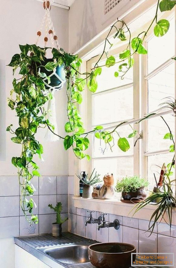 растенија во внатрешноста на кујната, фото 38