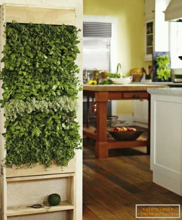 Зелени растенија во кујната