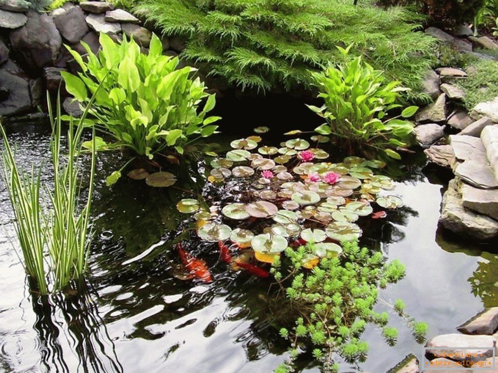 Водни растенија во езерцето