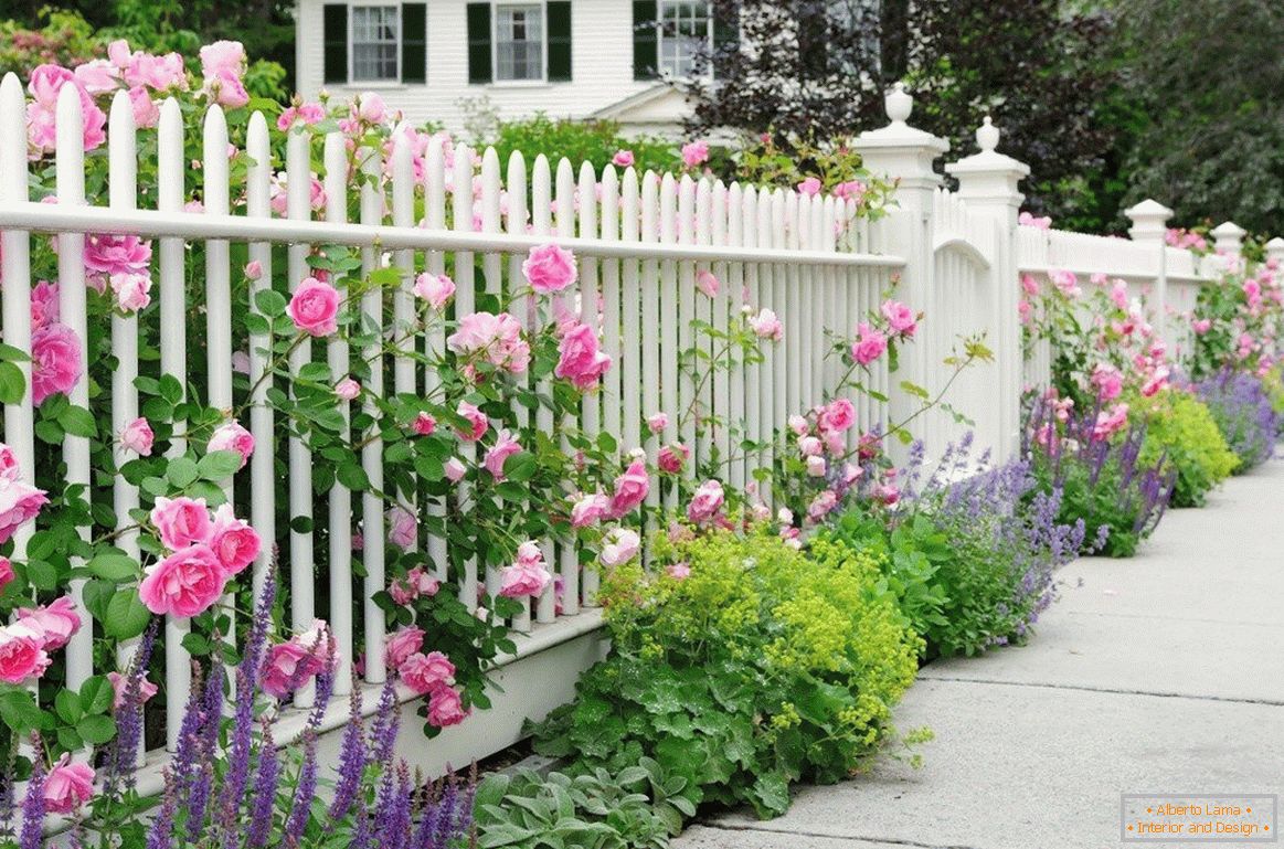 Бела ограда со рози