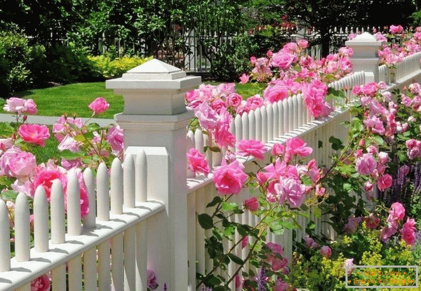 Розарија по оградата