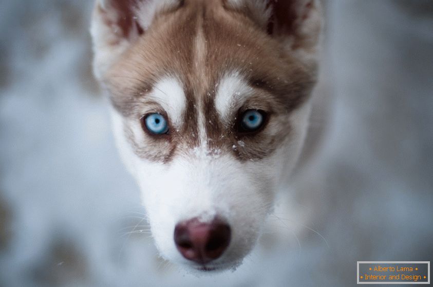 Симпатична кутре со сини очи