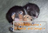 Шармантни миленичиња во прегратка со кадифен играчки