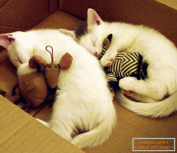 Двајца мачиња за спиење во прегратка со играчки