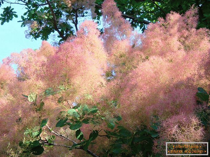 Неверојатно нежно розова пиперка дрво (scammia) е добро прилагоден за жива ограда.