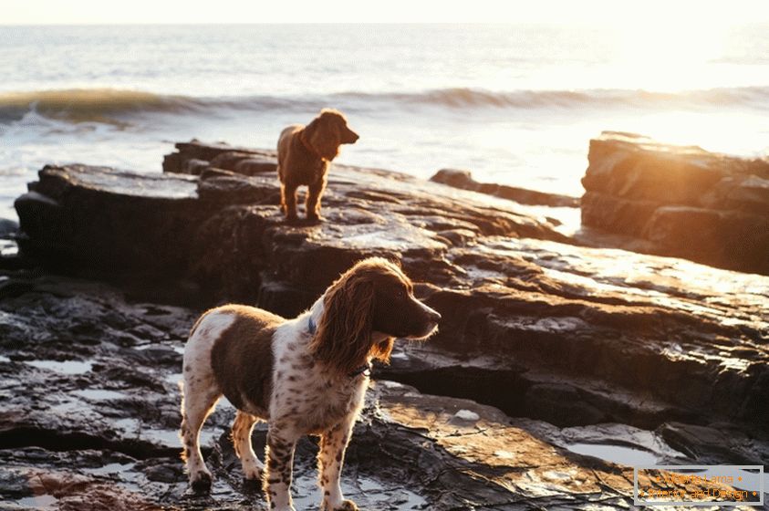 Кучиња на брегот