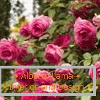 Цветни грмушки грмушки видови на рози