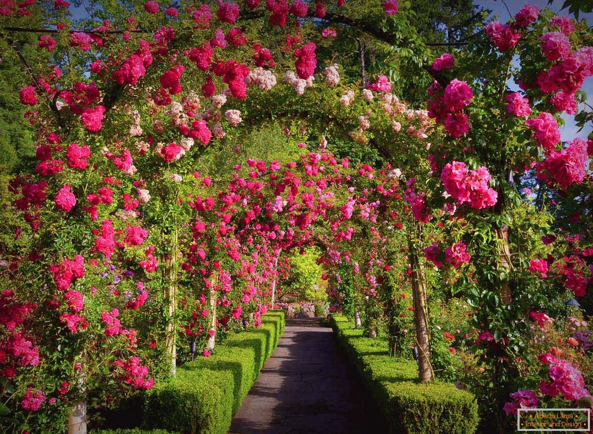 Рози во вертикално градинарство