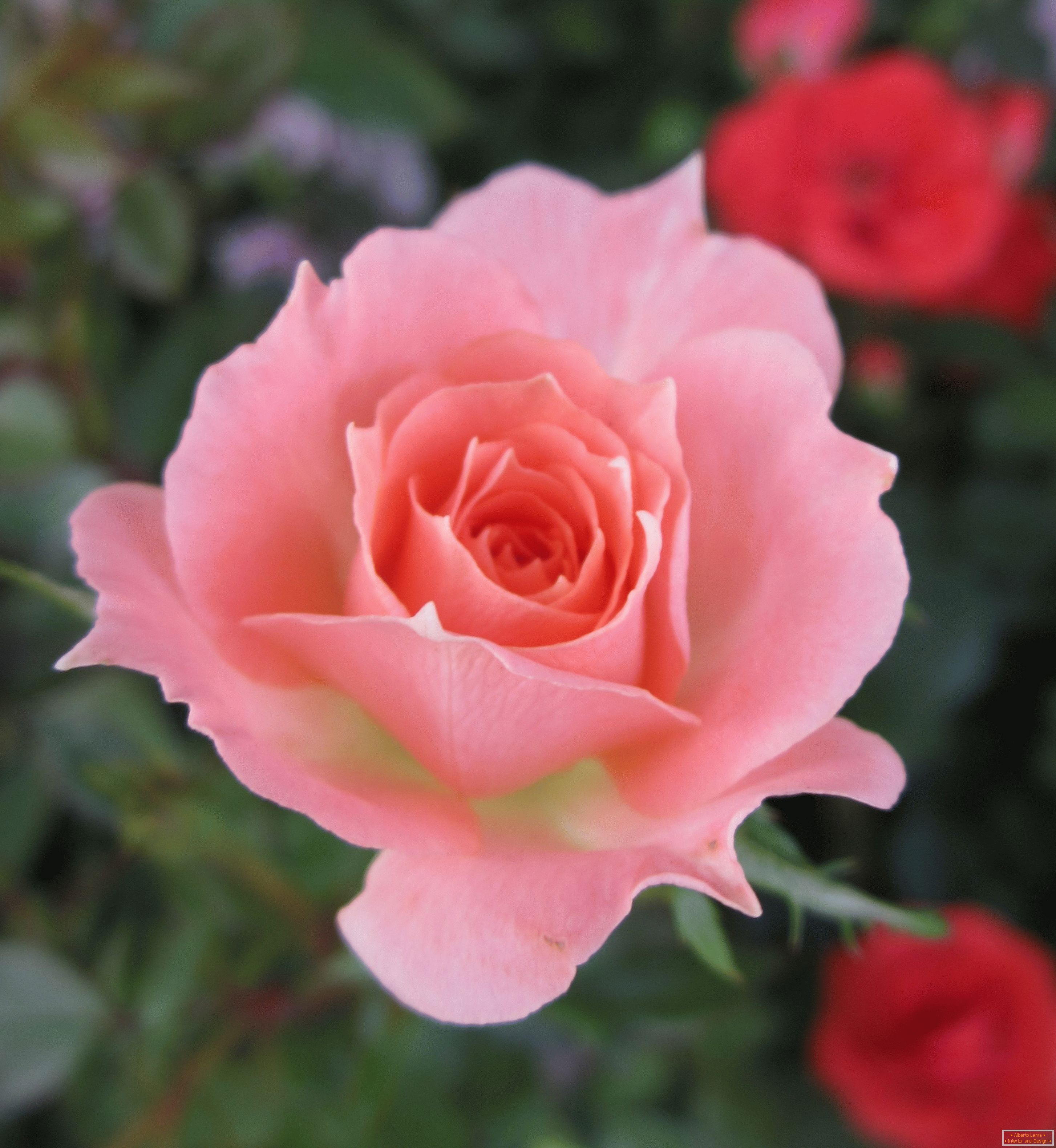 Роза на розова сенка во средина на црвени цвеќиња