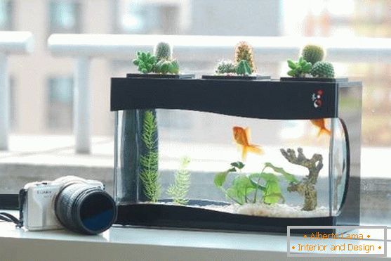 Кактуси на аквариум