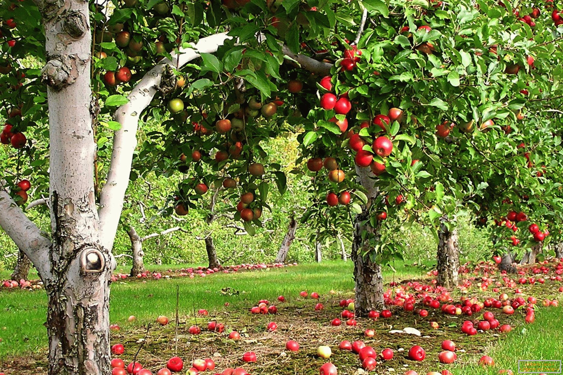 Епл-дрво градина во земјата