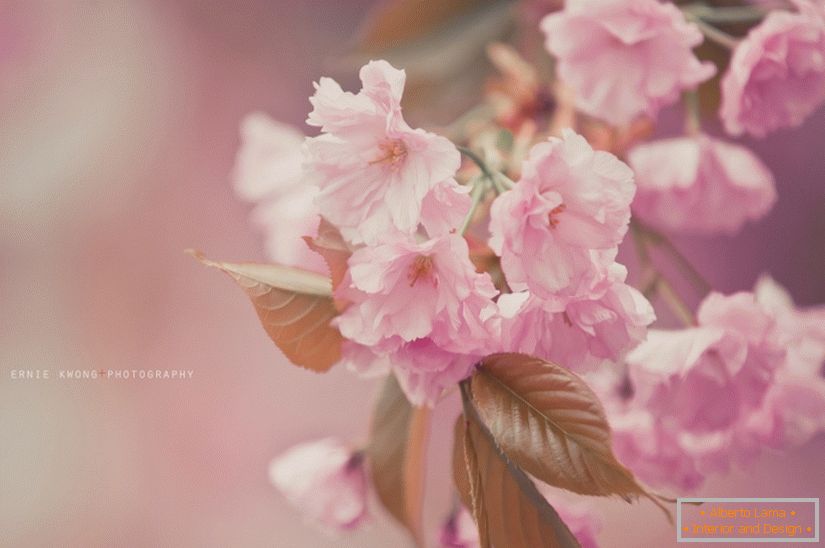 Фотографии цветов Ерни Квонг